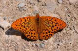 7-Kaisermantel-Argynnis-paphia-bea.jpg