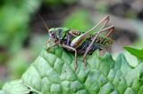 7-a-Warzenbeisser-Decticus-verrucivorus-M-PS.jpg