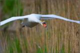 700_0411-Schwan-fliegt.jpg