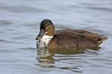 702_1661-Stockenten-Mischling.jpg