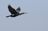 702_2587-Kormoran-Flug.jpg