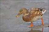 703_1318-Stockente-W.jpg