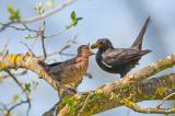 703_7248-Amsel-Fuetterung.jpg