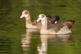 703_9166-Nilgans.jpg