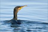 703_9444-Kormoran.jpg