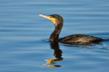 703_9447-Kormoran.jpg