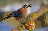 704_0264-Eichelhaeher-Futterstelle.jpg