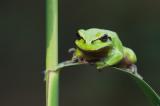 705_8307-Laubfrosch.jpg