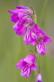 705_8543-Sumpf-Gladiole.jpg