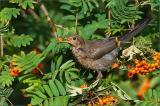 707_9449-Amsel-W.jpg