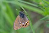 708_1939-Wald-Wiesenvoegelchen.jpg