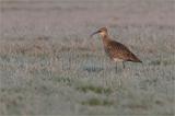 708_4303-Grosser-Brachvogel.jpg