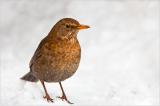 709_0043-Amsel-W.jpg