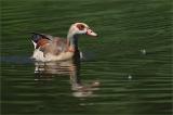 709_3036-Nilgans.jpg