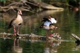 709_4639-Nilgans-Familie.jpg