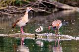 709_4656-Nilgans-Familie.jpg