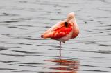 709_9593-Chileflamingo.jpg