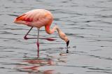 709_9599-Chileflamingo.jpg