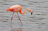 709_9624-Chileflamingo.jpg