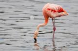 709_9625-Chileflamingo.jpg