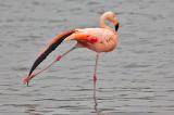 709_9652-Chileflamingo.jpg