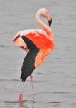 709_9705-Chileflamingo.jpg