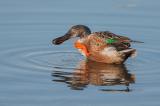 710_0190_Loeffelente-_Anas-clypeata_-M.jpg