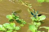 7O8A9593-Gebaenderte-Prachtlibelle-_Calopteryx-splendens_-mw-bei-der-Eiablage_PS.jpg