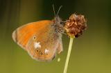 8--Coenonympha-glycerion-1-bea.jpg