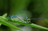 8-Coenagrion-puella-Hufeisen-Azurjungfer.jpg