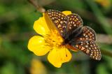 8-Euphydryas-aurinia-ssp-debilis-bea.jpg