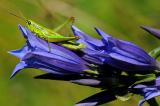 8-Euthystira-brachyptera-Kleine-Goldschrecke-W-PS.jpg