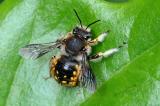 8-Grosse-Wollbiene-Anthidium-manicatum-4-PS.jpg