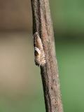 81114446_Platterbsenwickler_Grapholita_jungiella_AiC_2023-04-22-PS.jpg