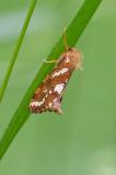 81234283_Heidekraut-Wurzelbohrer_Phymatopus-hecta_A_2023-06-12-PS.jpg