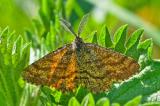 87916238_Heidespanner_Ematurga_atomaria_AiC_-2024-04-05-PS.jpg