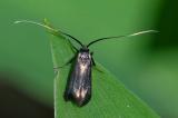 88608281_Gruene-Langhornmotte_Adela-reaumurella_Paar_Ecknach_2024-04-27-PS.jpg
