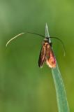 88614418_Schaumkraut-Langhornmotte_Cauchas-rufimitrella_Paar_Ecknach_2024_04_27-PS.jpg