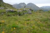 9-3-Alpiner-Rasen-beim-Piz-Daint-Ofenpass-ca-2400m-Graubuenden.jpg