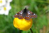 9-Euphydryas-cynthia-2200m-Kaisers-_11_-bea.jpg