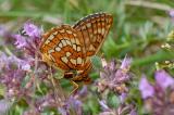 9-Euphydryas-cynthia-2200m-Kaisers-_8_-bea.jpg