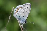 9-Idas-Blaeuling-Plebejus-idas--LfU--_7_-PS.jpg