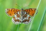 9-Melitaea-athalia--m-bea.jpg