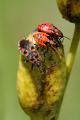 9.-Knappe-Spilostethus-saxatilis-PS.jpg