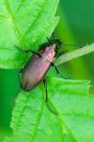 91912110Glatthalsiger-BuntgrablaeuferPoecilus_versicolorPE20240526-PS.jpg