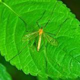 92054964Limonia_phragmitidis.PE20240526-PS.jpg