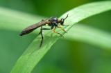 92072320Hoecker--HabichtsfliegeDioctria_rufipesAic20240526-PS.jpg