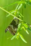 92231117_Buschrasen-Grasmotteneulchen_Deltote-deceptoria_A_Stadtwald_2023-06-10-PS.jpg