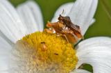 92234541_Teufelchen_M_u_W_Paaring.jpg