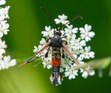 92242246_Weiden-Glasfluegler_Synanthedon-formicaeformis_Paar_Ecknach_2023-06-05-PS.jpg